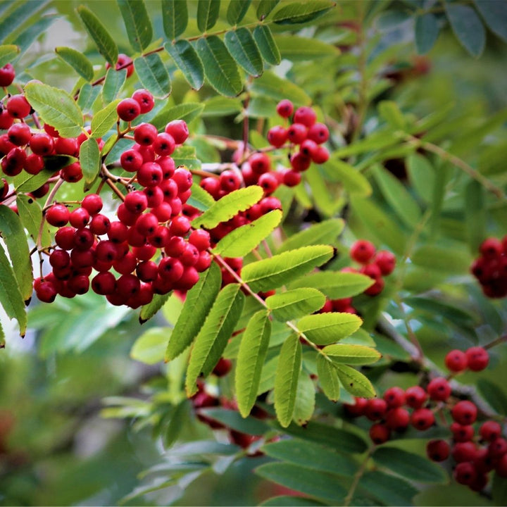 Connecting to Nature Small Garden Tree Pack | Irish Native trees