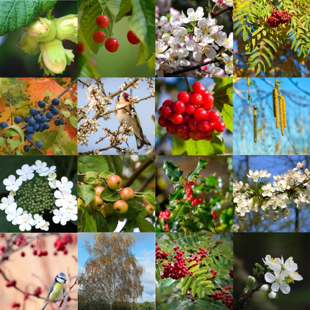 Connecting to Nature Traditional Irish Native Hedgerow Mix