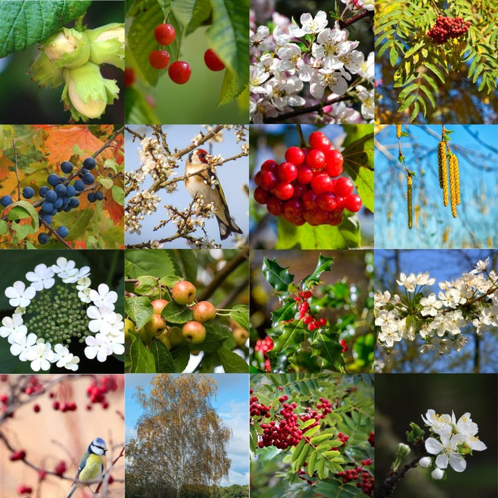 Connecting to Nature Traditional Irish Native Hedgerow Mix