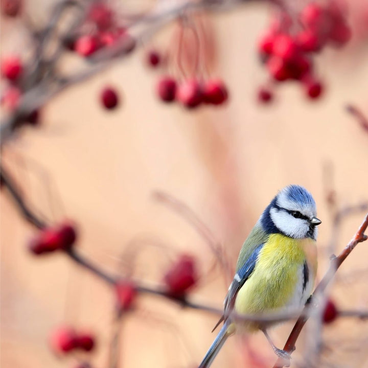 Connecting to Nature Traditional Irish Native Hedgerow Mix
