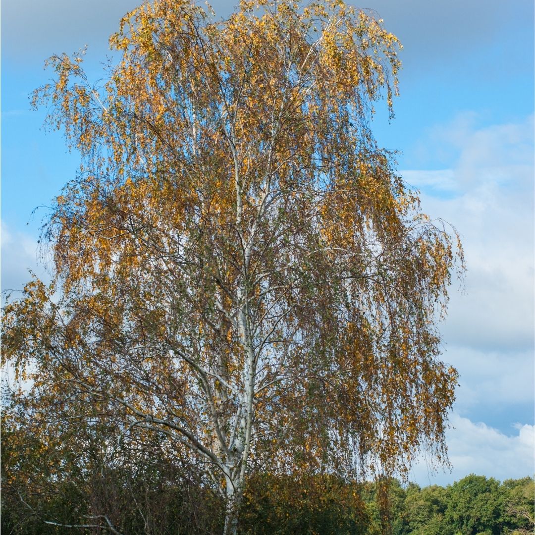 Connecting to Nature Traditional Irish Native Hedgerow Mix