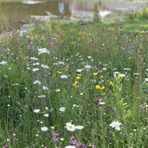 wetland wildflower seed mix Wetlands