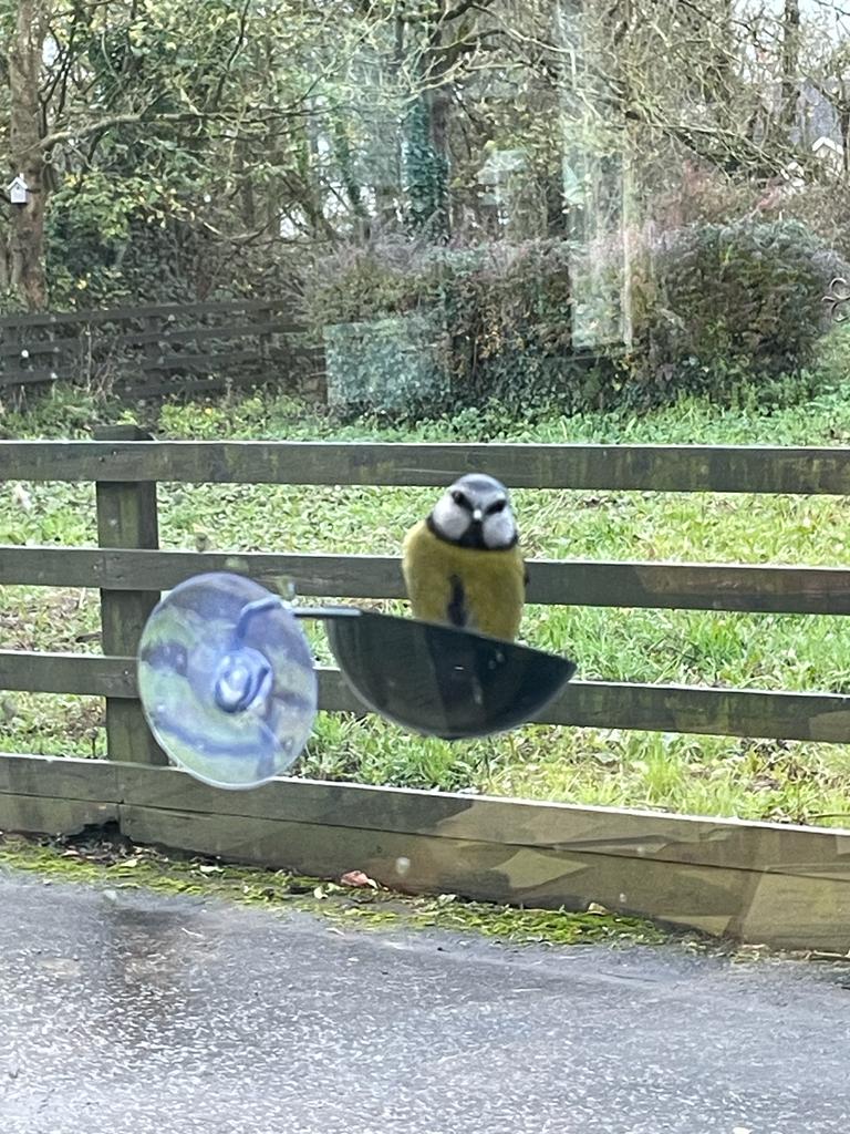 Connecting to Nature Window cup bird feeder