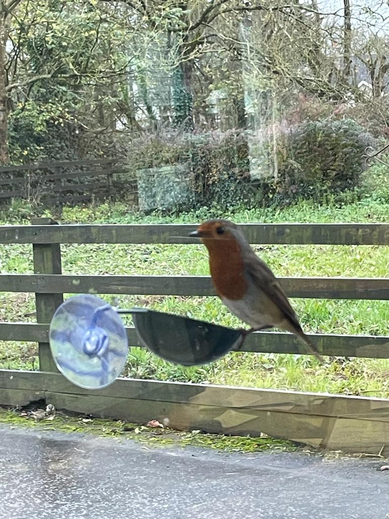 Connecting to Nature Window cup bird feeder