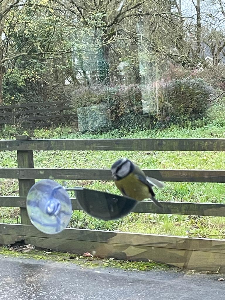 Connecting to Nature Window cup bird feeder