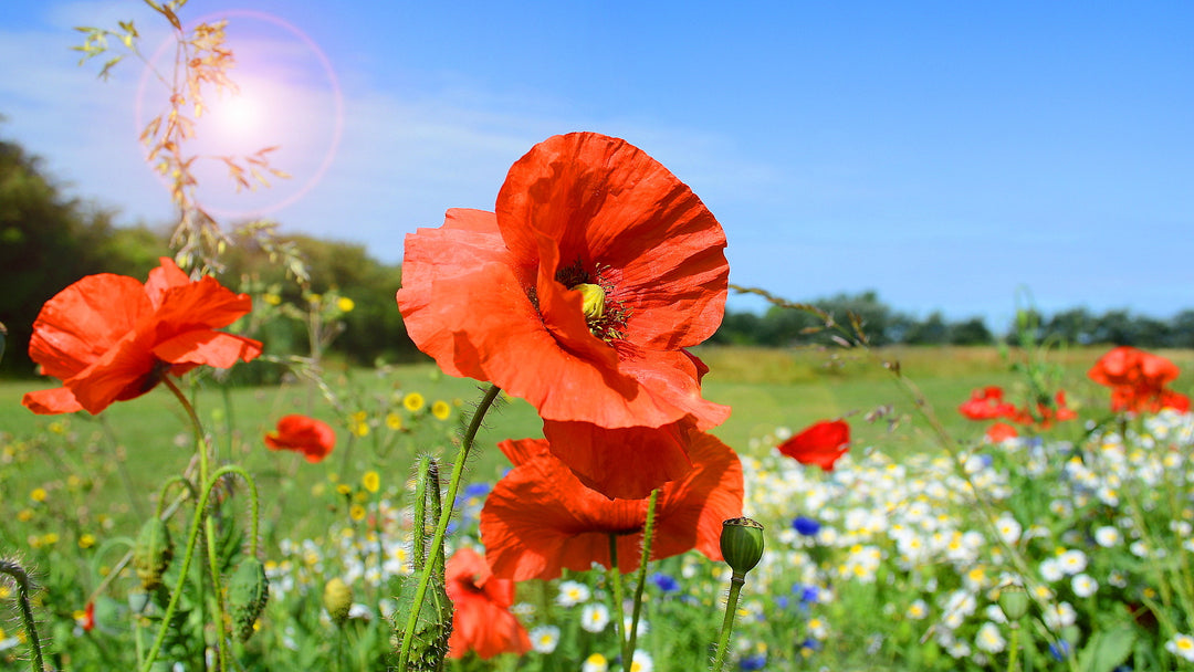 IRISH POPPY IN A SUMMER MEADOW