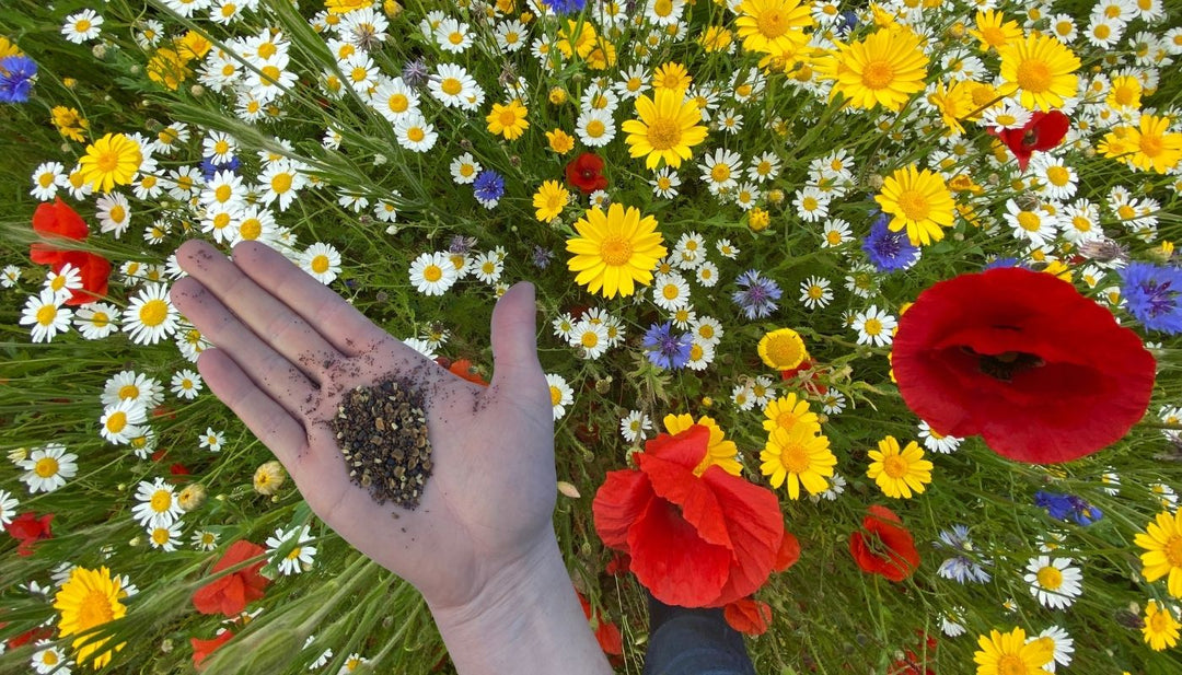 5 benefits of sowing wildflowers in Autumn & preparing a stale seed bed
