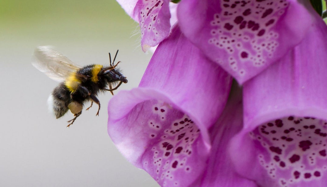 World Bee Day - 6 actions you can take