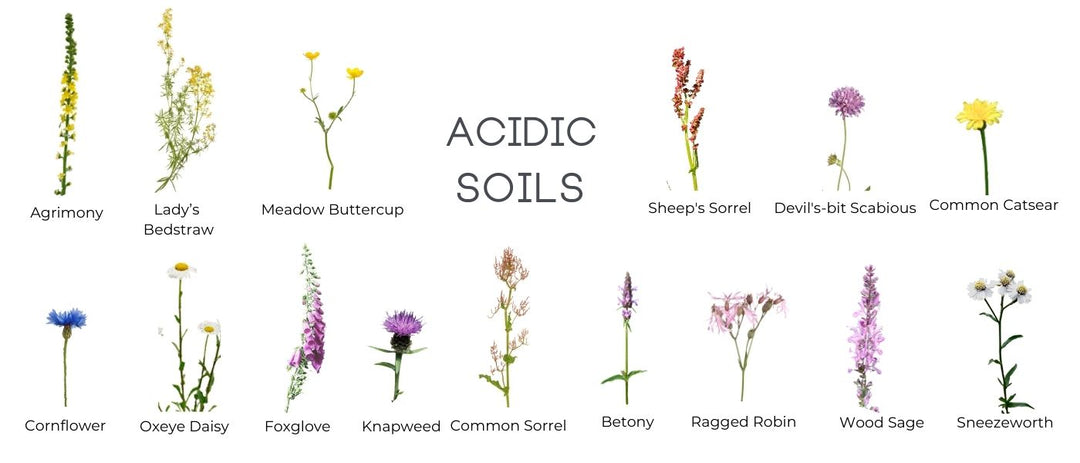Wildflowers for Acidic Soils