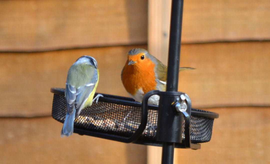 Irish Garden Birds in Autumn: Who to Spot and How to Help