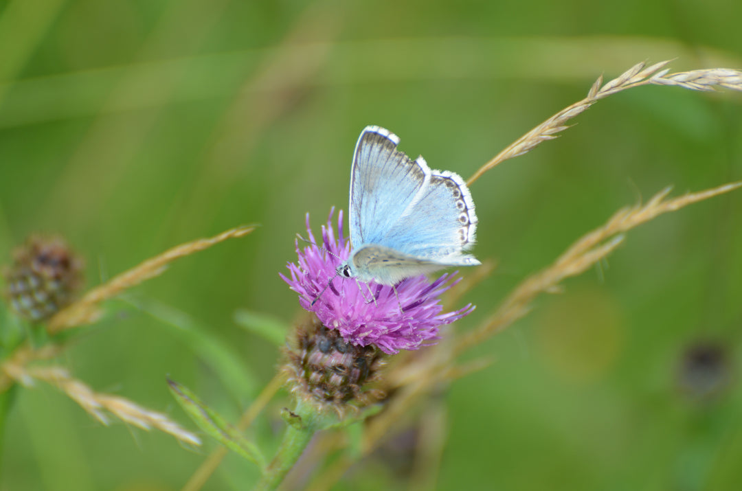 Blue Butterfly on Knapweed wildflower