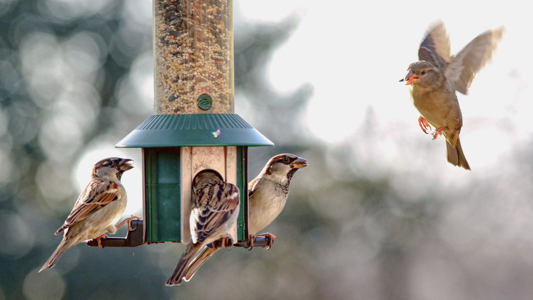 How to attract birds to your feeder?