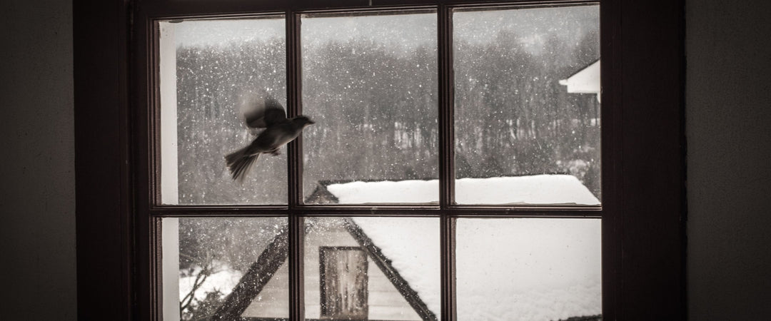 why do birds fly into windows?