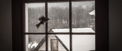 Why do birds fly into windows, and how to prevent it?