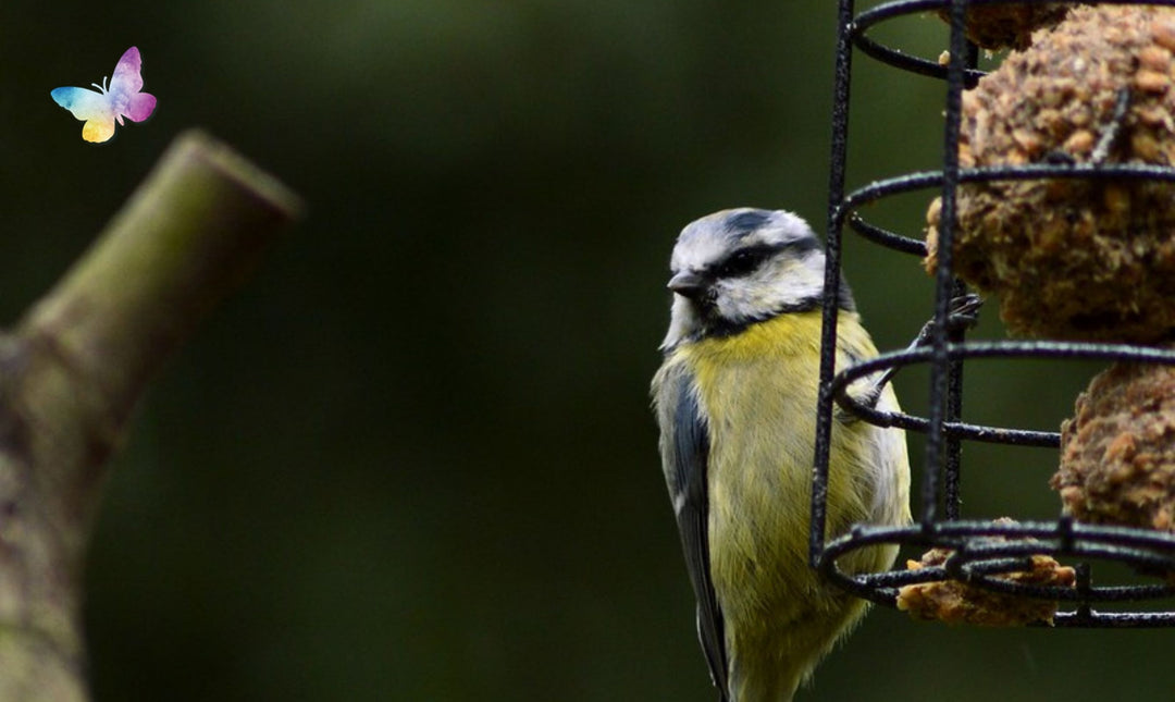 Feeding Irish Wild Birds - Why they prefer particular foods