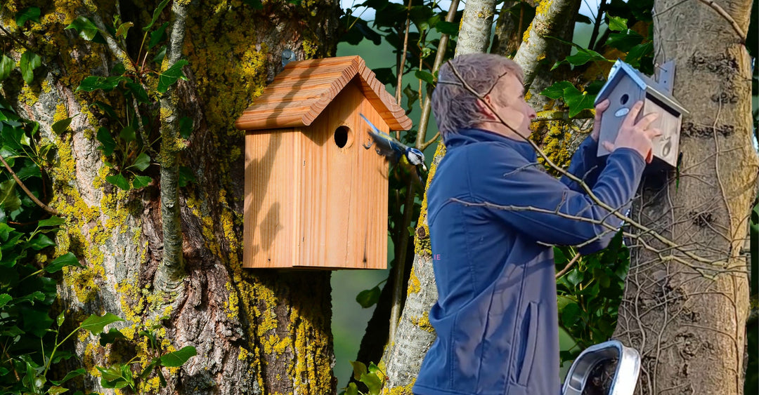 How to help Irish wild birds as they transition from Winter to Spring