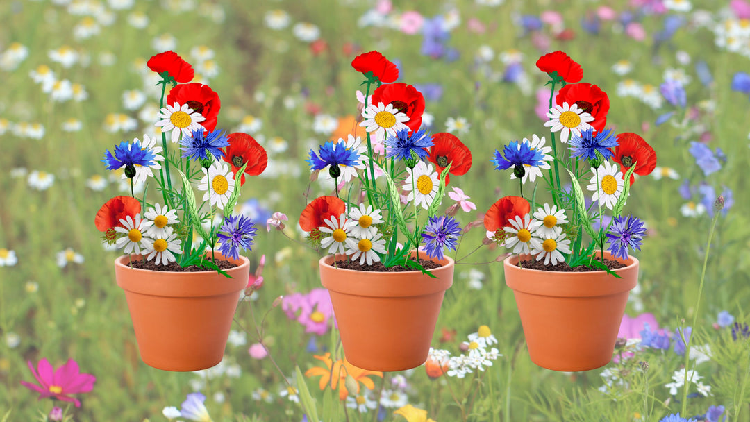Growing wildflowers in pots and small areas
