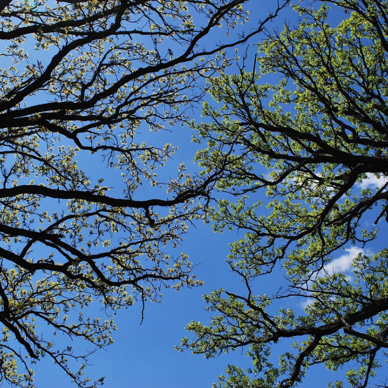 Trees or Hedging? A Simple Guide to Choosing Native Plants for Your Space