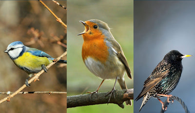 Identifying Irish Wild Bird & Their Profiles |  Éin Fhiáine na hÉireann