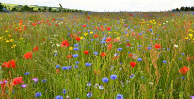 Top Tips For Preparing a Wildflower Garden