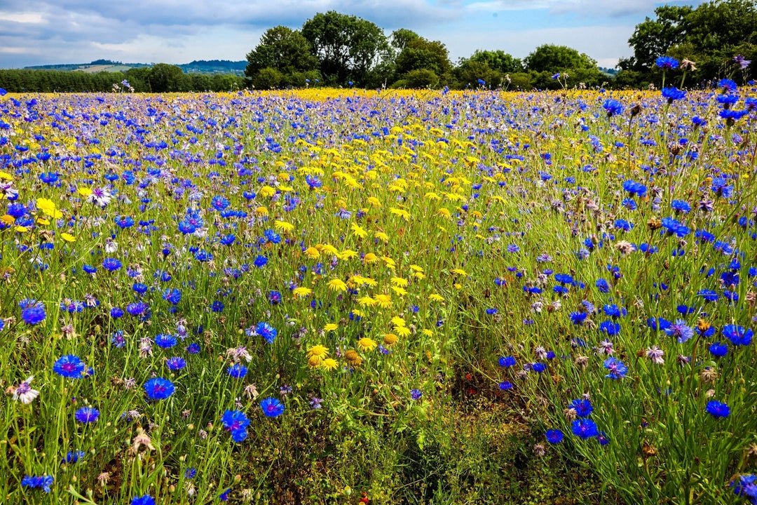 How to Prepare Ground for Wildflower Seeds | Seedbed Prep and First-Year Care