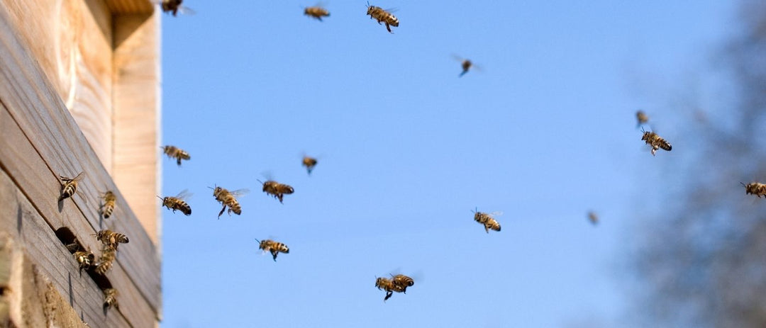 The Honey Bee Waggle Dance