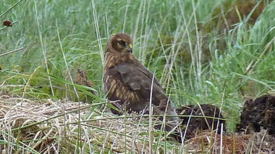 Wild bird cover benefits birds, bats, small mammals and insects