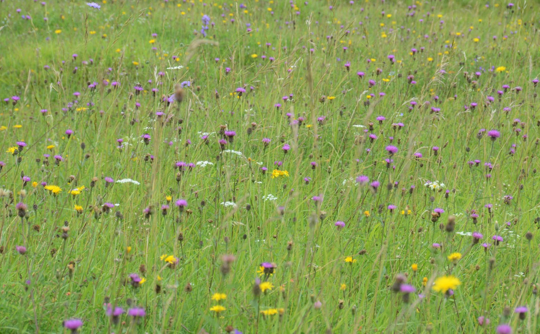 What is a Wildflower Meadow Mix?