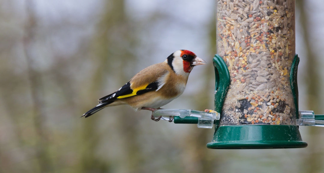 What to feed wild birds in autumn 