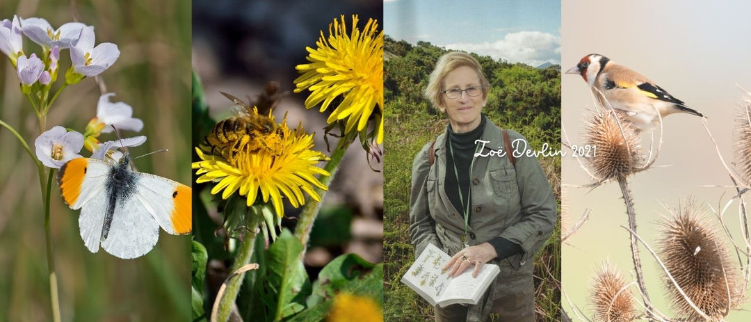 Wildflower Blog written by Zoe Devlin 2021. Giving Nature a helping hand