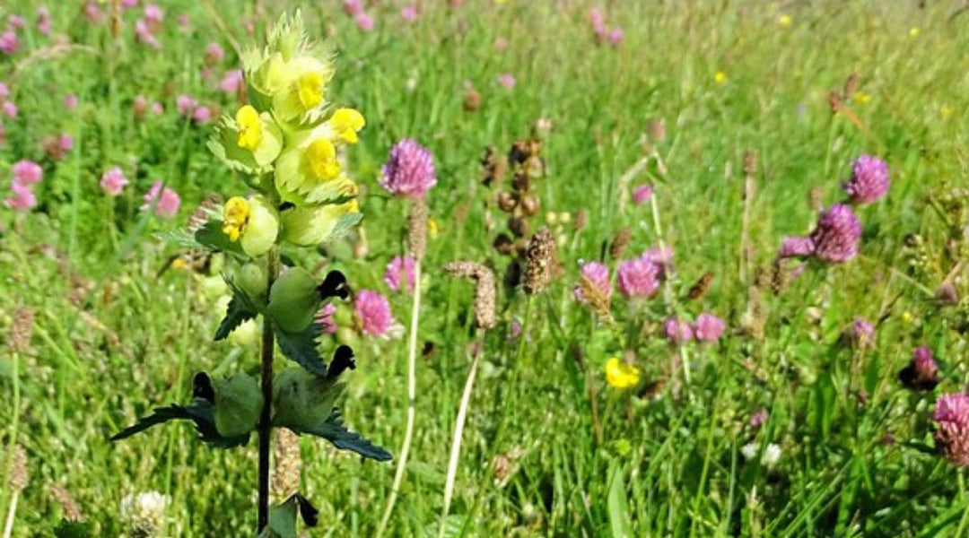 Plant Yellow Rattle up until early December to reduce grass growth