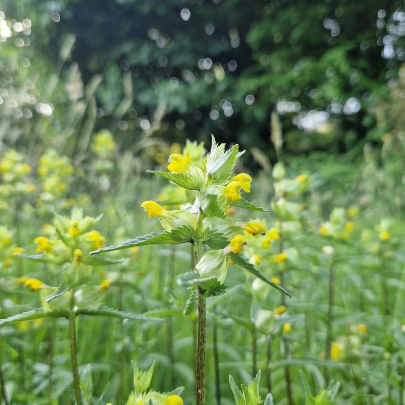 Why Didn’t My Yellow Rattle Germinate?
