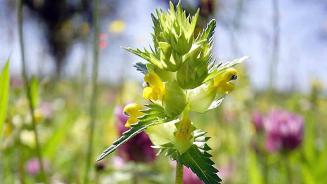 How to control grass growth with Yellow Rattle