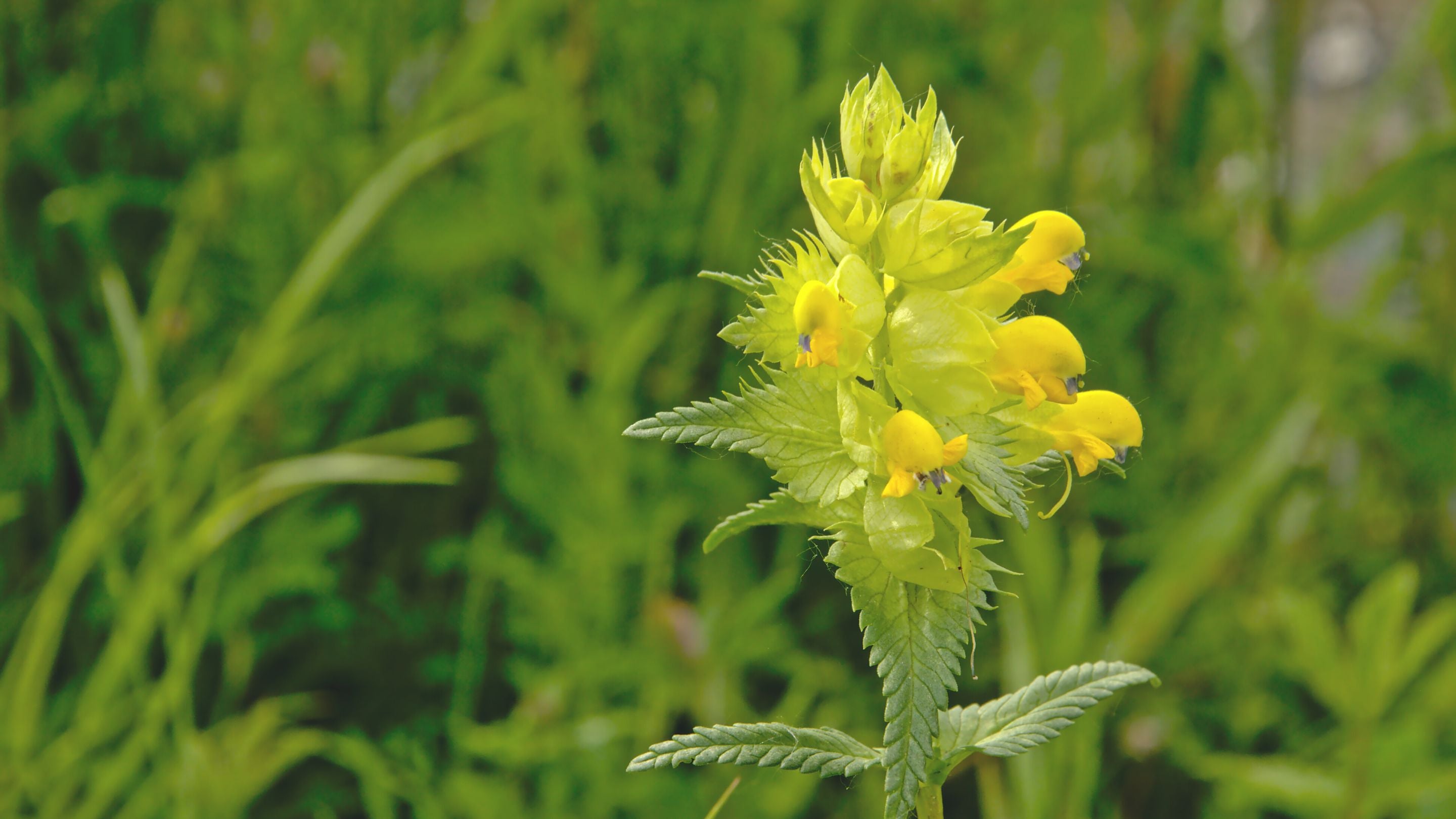 What is Yellow Rattle? – Connecting to Nature