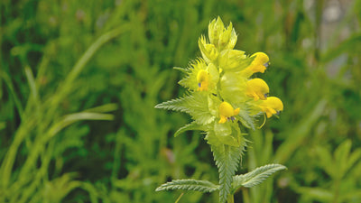 What is Yellow Rattle?