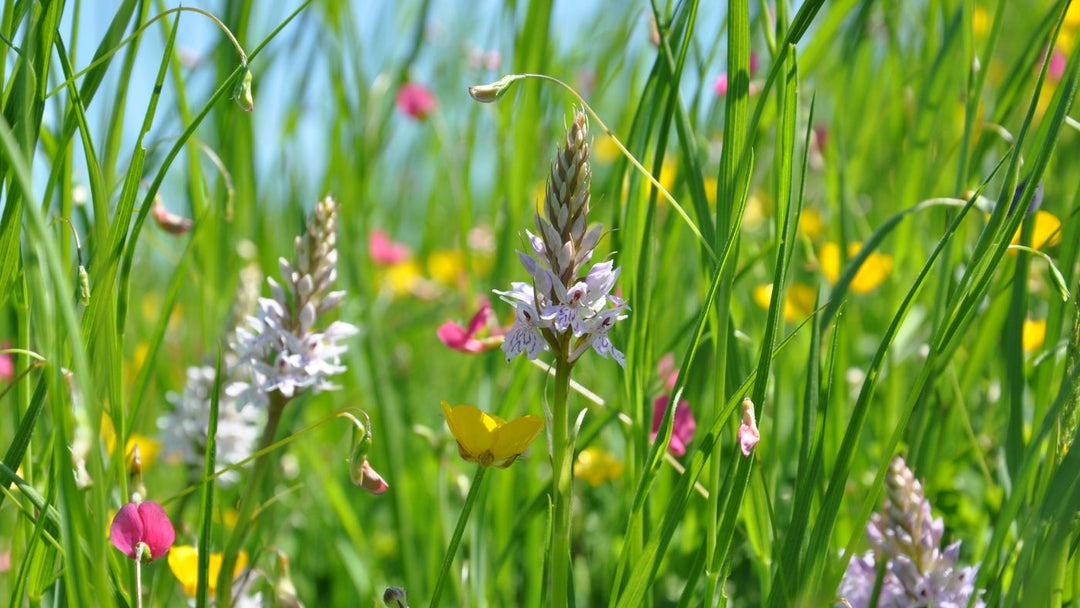 How to choose between wild meadow seeds and wildflower seeds