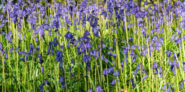 Irish Native Bluebells (Hyacinthoides non-scripta): Planting Tips and Background Information