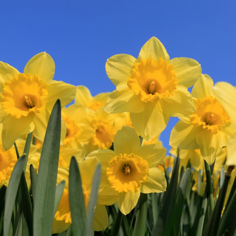 Planting Spring Bulbs to Enrich Your Meadow