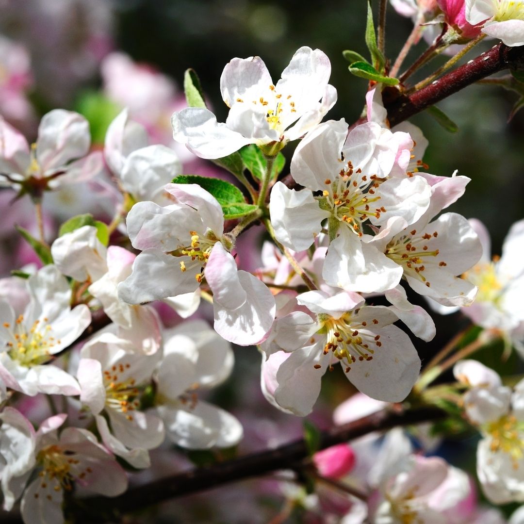 Why Plant Native Irish Trees and Hedging? Biodiversity, Heritage and Long-Term Value