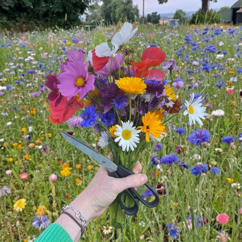 Grow Your Own Cut Flowers: A Simple Summer Guide