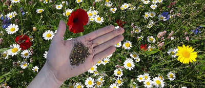 Tips to consider when choosing a wildflower seed mixture
