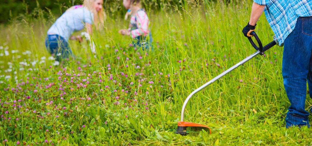Managing wildflowers at the end of summer