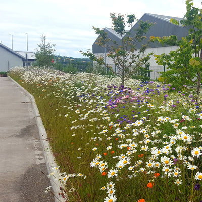 Wildlfowers for large areas. Tidy towns, Co councils, farmland, bee keepers
