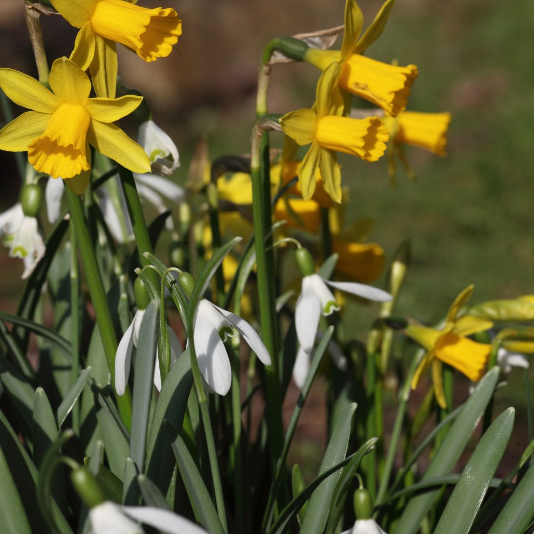Spring Flowering Bulbs | Gardens Ireland