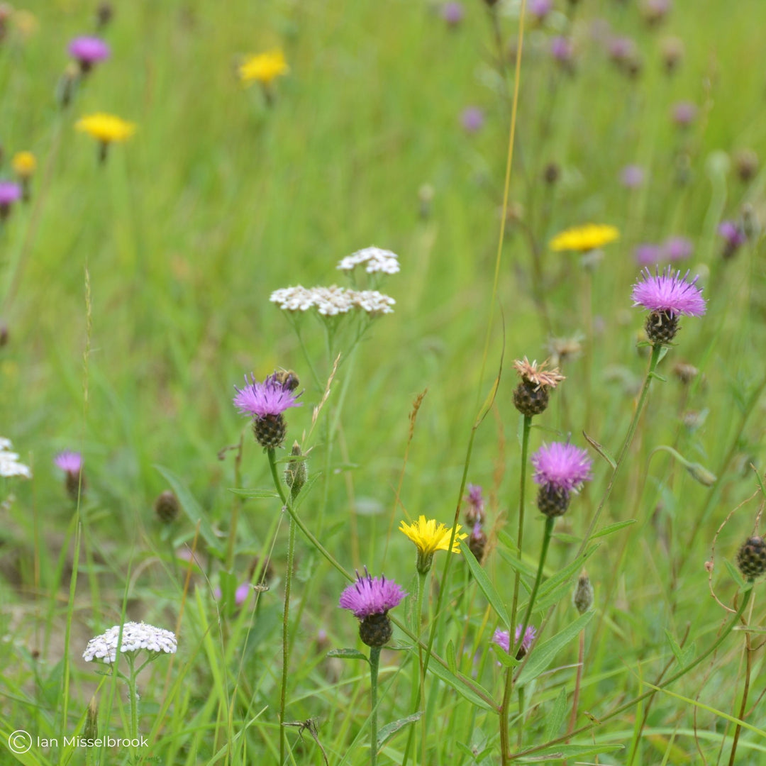 Meadow Mixes - Wildflowers with Grass