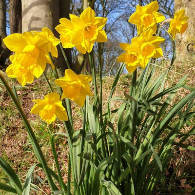 Irish Produced Daffodils