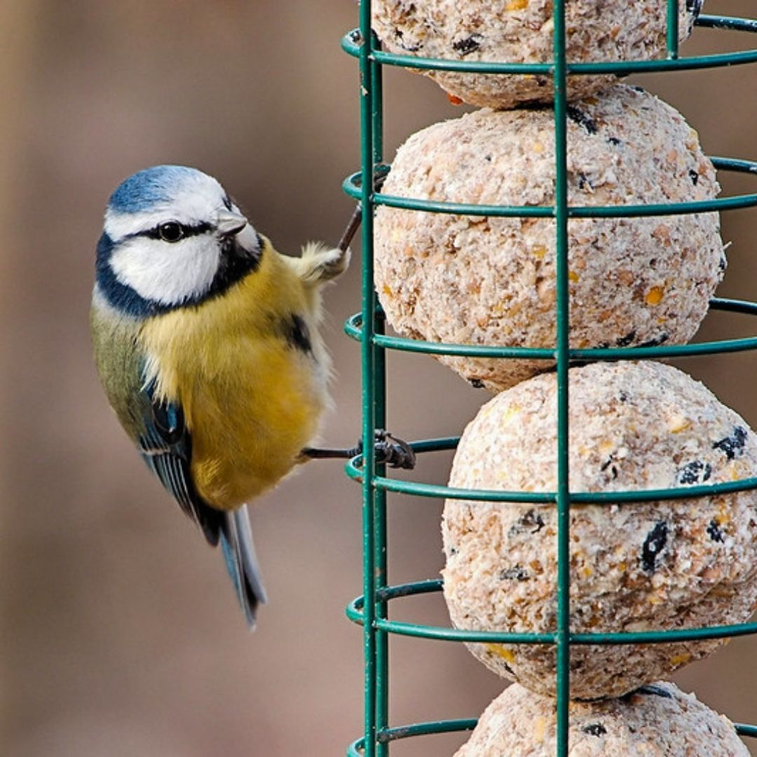 High Energy Bird Food