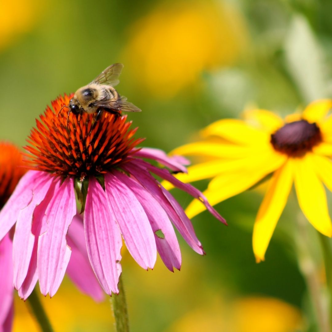 Garden and Pollinator Mixes