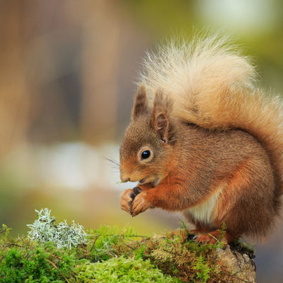 Squirrels