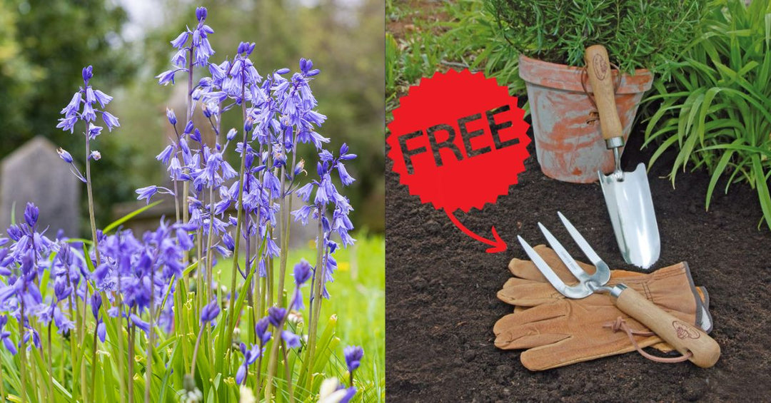 FREE tools/leather gloves set with 250+ bluebell bulbs purchased -Use code TOOLKIT